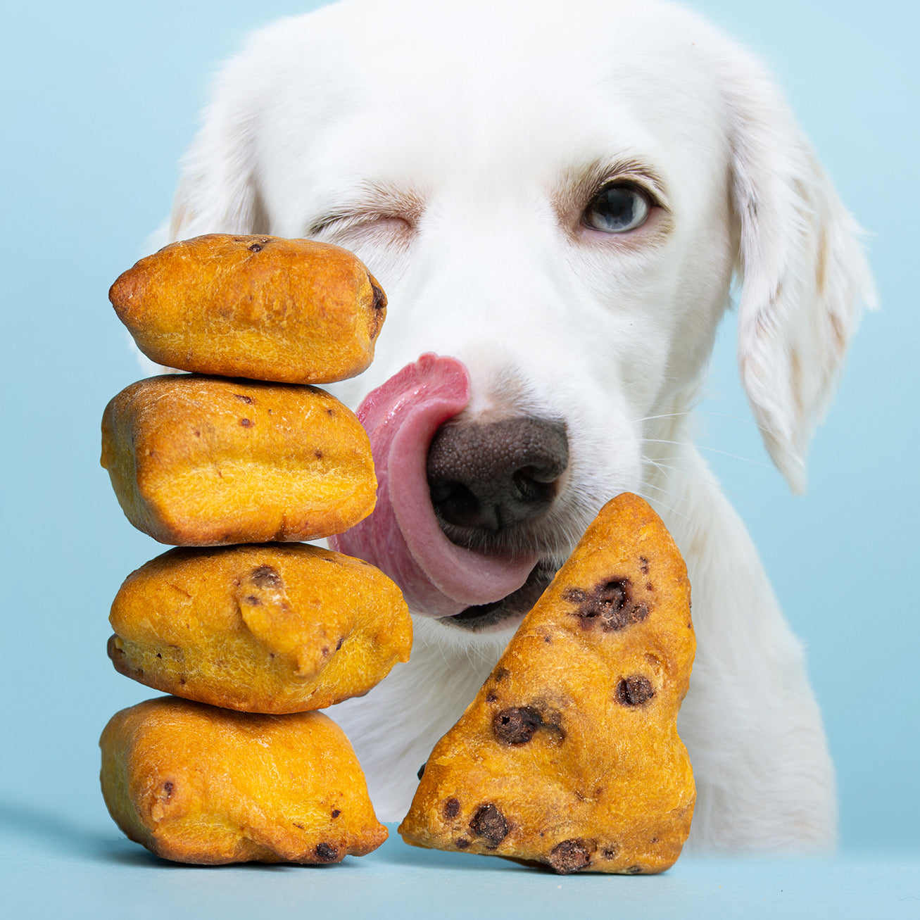 Pumpkin maple dog treats with a dog licking his lips